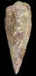 Spinosaurus Toe Claw - Kem Kem Beds #42872-1